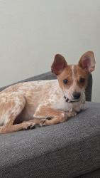 Reunited Female Dog last seen Middleton St, Thermal, CA 92274