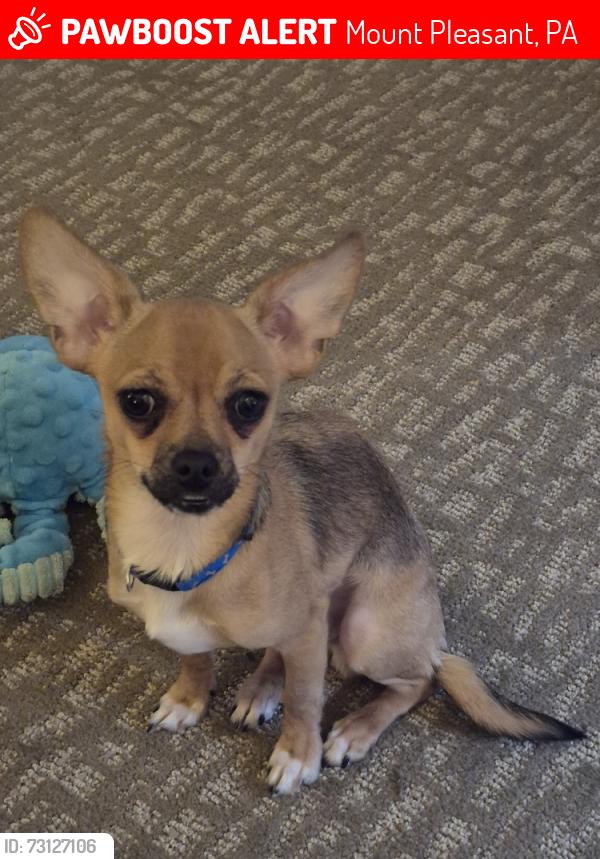 Lost Male Dog last seen RT819 AND ROYAL ests MOBILE HOME PARK, Mount Pleasant, PA 15666