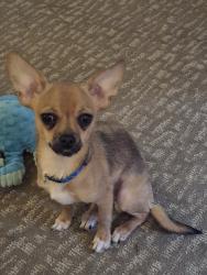 Lost Male Dog last seen RT819 AND ROYAL ests MOBILE HOME PARK, Mount Pleasant, PA 15666
