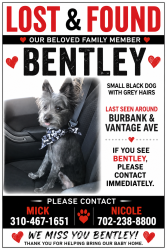 Lost Male Dog last seen Burbank Elementary surrounding area near vantage ave, Los Angeles, CA 91607