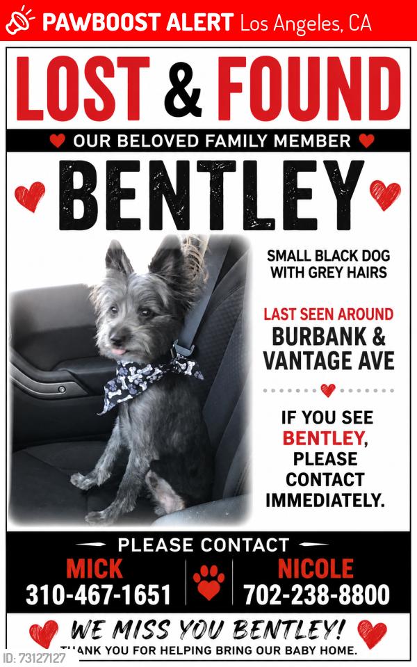 Lost Male Dog last seen Burbank Elementary surrounding area near vantage ave, Los Angeles, CA 91607