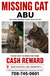 Lost Male Cat last seen 7-11, Frankfort, IL 60423