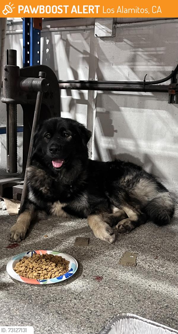 Found/Stray Male Dog last seen Katella & Los Alamitos Blvd, Los Alamitos, CA 90720