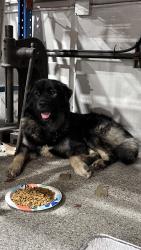 Found/Stray Male Dog last seen Katella & Los Alamitos Blvd, Los Alamitos, CA 90720