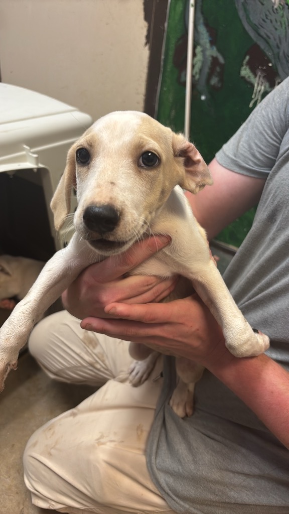 Shelter Stray Female Dog last seen Bexar County, 3353 Morningside Dr, New Braunfels, TX 78132, USA