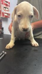 Shelter Stray Female Dog last seen Bexar County, 3353 Morningside Dr, New Braunfels, TX 78132, USA