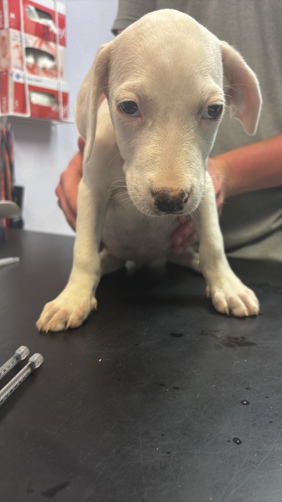 Shelter Stray Female Dog last seen Bexar County, 3353 Morningside Dr, New Braunfels, TX 78132, USA