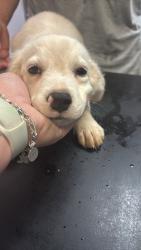 Shelter Stray Male Dog last seen Bexar County, 3353 Morningside Dr, New Braunfels, TX 78132, USA