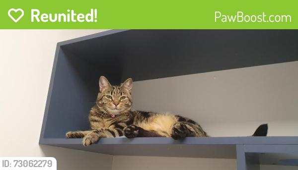 Reunited Female Cat last seen Tawleed Grove, Clyde North, Clyde North, VIC 3978