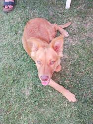 Found/Stray Unknown Dog last seen Salem ave, Lubbock, TX 79415