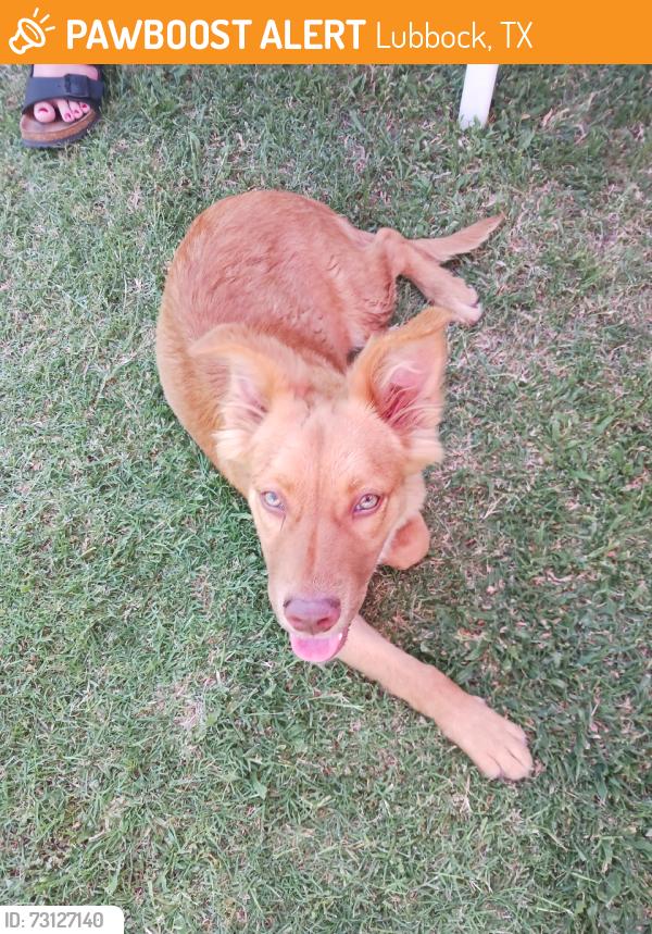 Found/Stray Unknown Dog last seen Salem ave, Lubbock, TX 79415