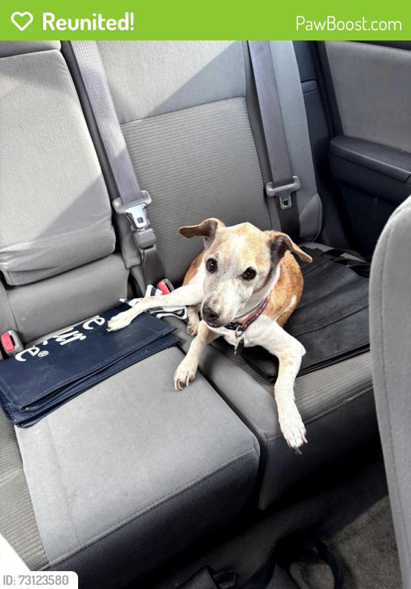 Reunited Male Dog last seen 115th & Clayton, Thornton, CO 80233
