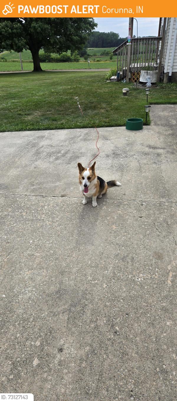 Found/Stray Female Dog last seen Cr 28, Corunna, IN 46730