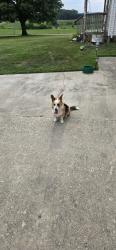 Found/Stray Female Dog last seen Cr 28, Corunna, IN 46730