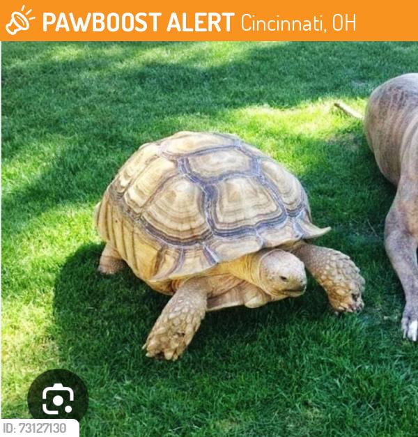 Found/Stray Unknown Reptile last seen Blue Rock Road… heading towards Blue Rock Creek between the highway and Sheits RD, Cincinnati, OH 45239