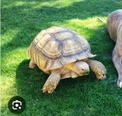 Found/Stray Unknown Reptile last seen Blue Rock Road… heading towards Blue Rock Creek between the highway and Sheits RD, Cincinnati, OH 45239