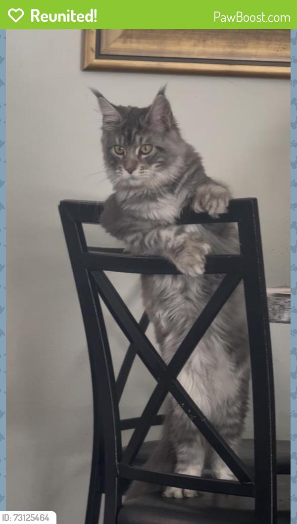 Reunited Male Cat last seen Republican and Harrison, Seattle, WA 98109