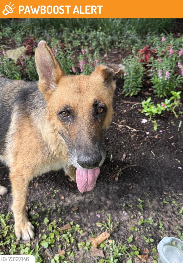 Found/Stray Female Dog last seen Woodwind Blvd and Windfern Rd, Woodwind Lakes, TX 77040