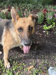 Found/Stray Female Dog last seen Woodwind Blvd and Windfern Rd, Woodwind Lakes, TX 77040