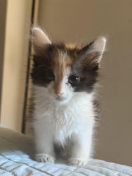 Lost Female Cat last seen 949s Raleigh st, Denver, CO 80223
