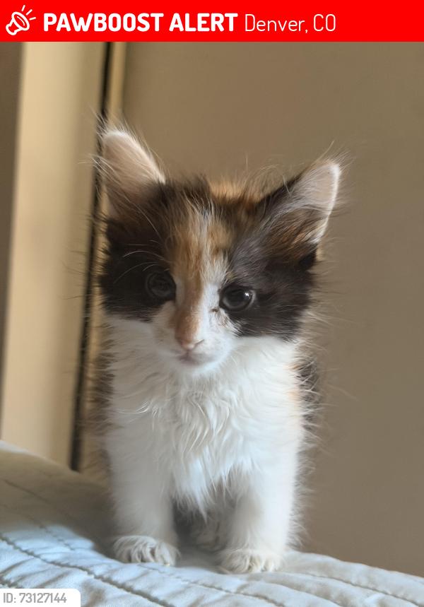 Lost Female Cat last seen 949s Raleigh st, Denver, CO 80223
