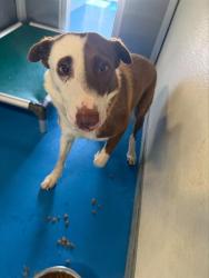 Shelter Stray Male Dog last seen CYPRESS ST BAKERSFIELD, 201 S Mt Vernon Ave, Bakersfield, CA 93307, USA