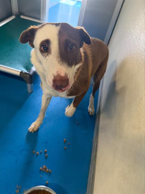 Shelter Stray Male Dog last seen CYPRESS ST BAKERSFIELD, 201 S Mt Vernon Ave, Bakersfield, CA 93307, USA