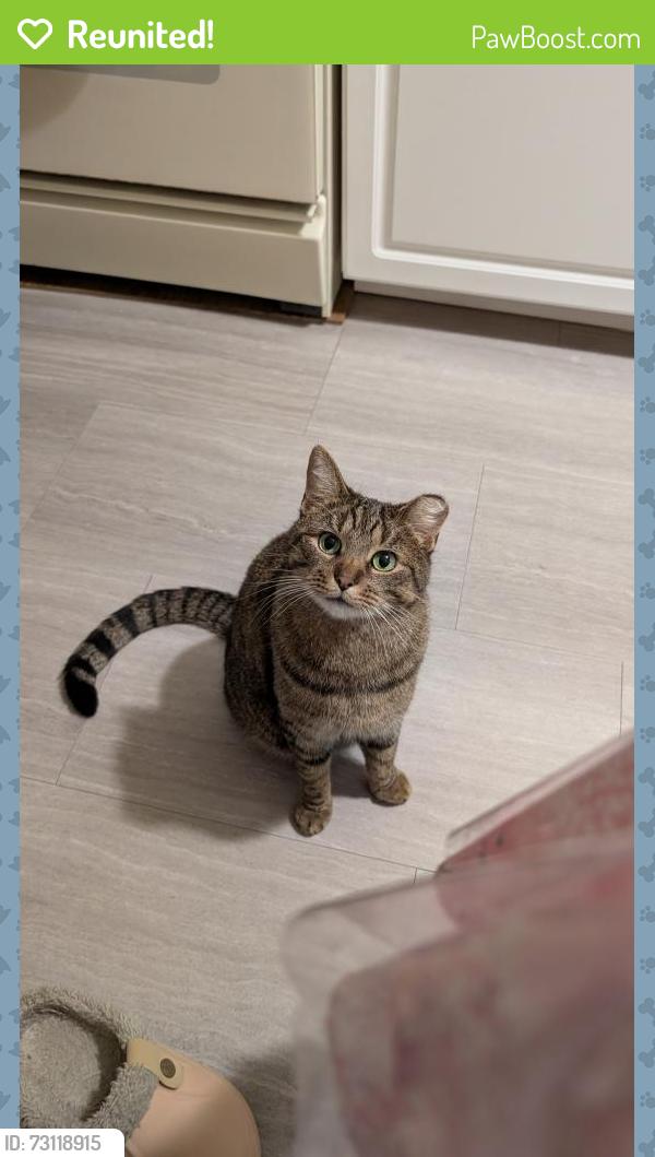 Reunited Male Cat last seen Monroe Avenue , Carpentersville, IL 60110