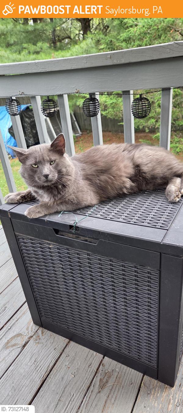 Found/Stray Male Cat last seen Hawk Rd & Golden Eagle Dr, Saylorsburg, PA 18353