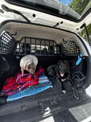 Reunited Male Dog last seen Section and Rio Vista, Burlington, WA 98233