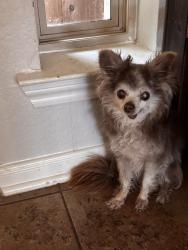 Lost Male Dog last seen Near N 15th Street Waco, TX, Waco, TX 76707
