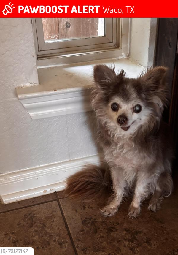 Lost Male Dog last seen Near N 15th Street Waco, TX, Waco, TX 76707