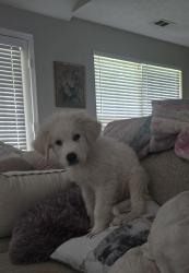 Found/Stray Female Dog last seen Ascot, Nashville, TN 37013