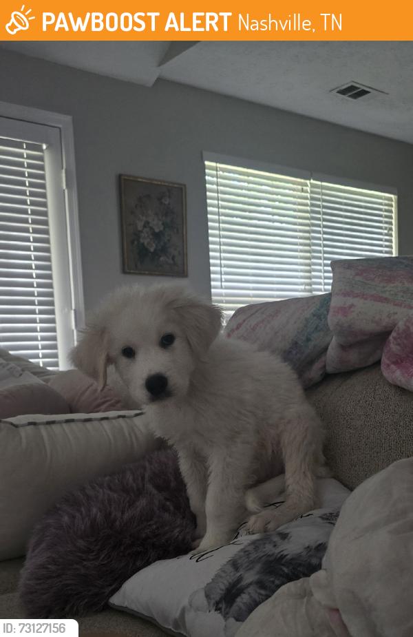 Found/Stray Female Dog last seen Ascot, Nashville, TN 37013