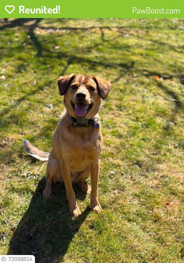 Reunited Male Dog last seen Bainbriok and 306, Chagrin Falls, OH 44023