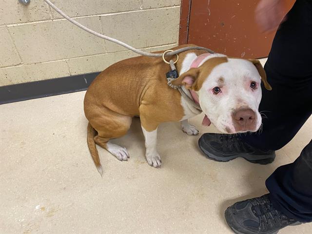 Shelter Stray Female Dog last seen Near BLOCK N PALMER ST, 3839 W Burnham St, West Milwaukee, WI 53215, USA