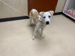 Shelter Stray Female Dog last seen 36TH/GREENFIELD, 3839 W Burnham St, West Milwaukee, WI 53215, USA