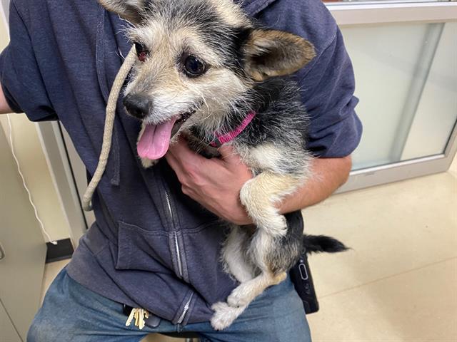 Shelter Stray Female Dog last seen 30TH NATIONAL, 3839 W Burnham St, West Milwaukee, WI 53215, USA