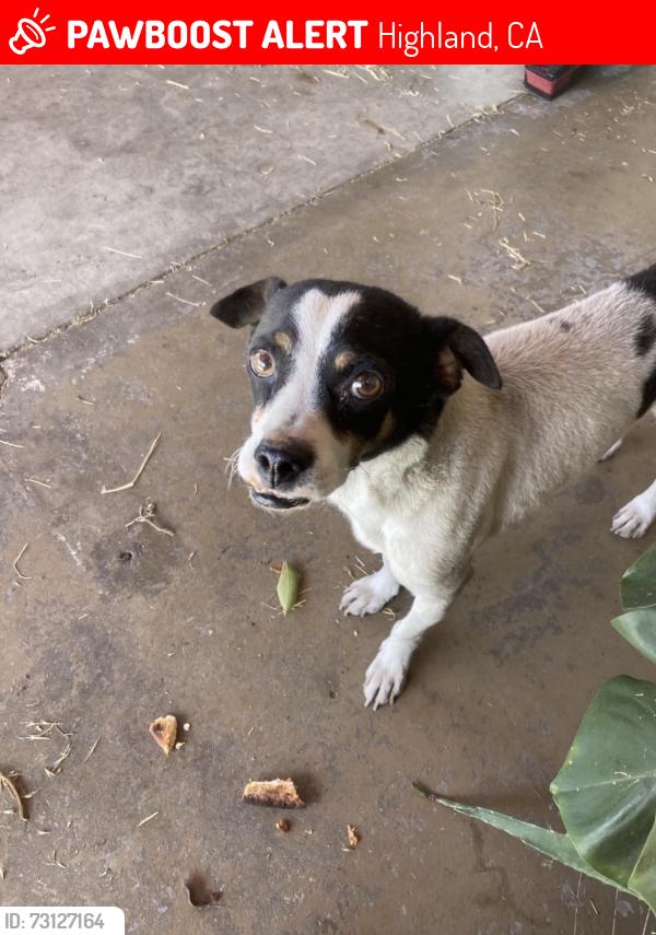Lost Male Dog last seen Highland and valaria dr, Highland, CA 92346