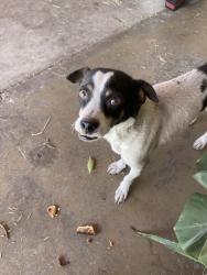 Lost Male Dog last seen Highland and valaria dr, Highland, CA 92346