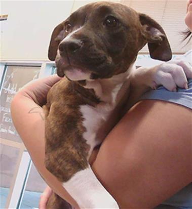 Shelter Stray Female Dog last seen STATE ROAD 54 AND STARKEY BLVD, 19640 Dogpatch Ln, Land O' Lakes, FL 34638, USA