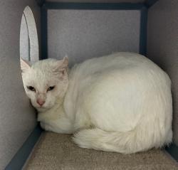 Shelter Stray Male Cat last seen , 29525 Agoura Rd, Agoura Hills, CA 91301, USA