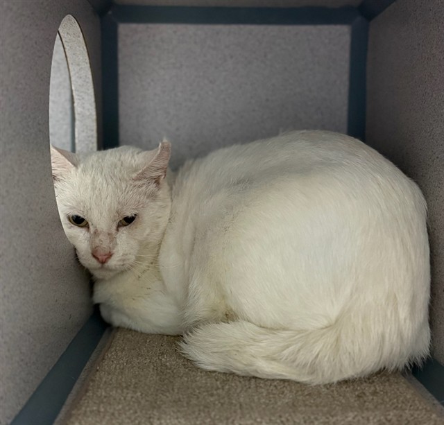 Shelter Stray Male Cat last seen , 29525 Agoura Rd, Agoura Hills, CA 91301, USA