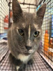 Shelter Stray Female Cat last seen ASH AVE DELAND, 12280 County Rd 448, Tavares, FL 32778, USA