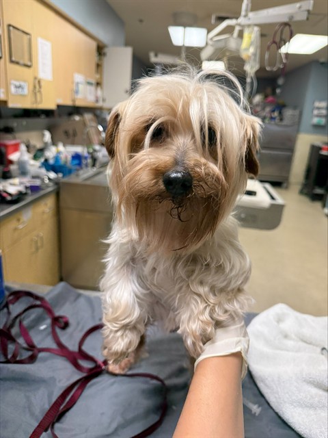 Shelter Stray Female Dog last seen COLLETT AVE/ LA SIERRA AVE RIVERSIDE, CA 92505, 6851 Van Buren Boulevard, Jurupa Valley, CA 92509, USA
