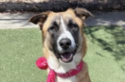 Shelter Stray Female Dog last seen , 957 N Gaffey St, San Pedro, CA 90731, USA