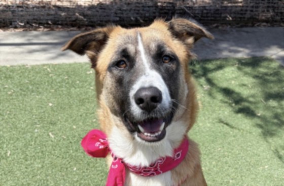 Shelter Stray Female Dog last seen , 957 N Gaffey St, San Pedro, CA 90731, USA