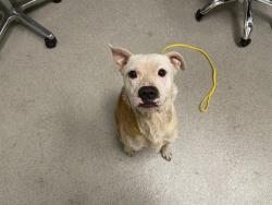 Shelter Stray Male Dog last seen , 11232 B Ave, Auburn, CA 95603, USA