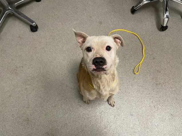 Shelter Stray Male Dog last seen , 11232 B Ave, Auburn, CA 95603, USA
