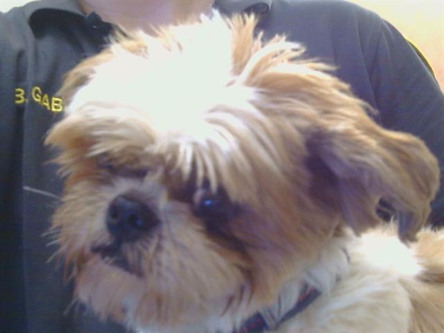 Shelter Stray Male Dog last seen LANDON LN/COTTAGE WAY, 95825, 3839 Bradshaw Rd, Sacramento, CA 95827, USA